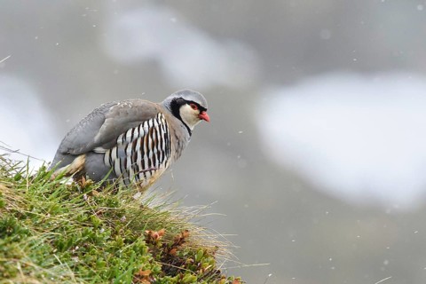 Animals, birds, gallinaceous birds, chickens, rock partridge, male perched in a meadow (Alectoris