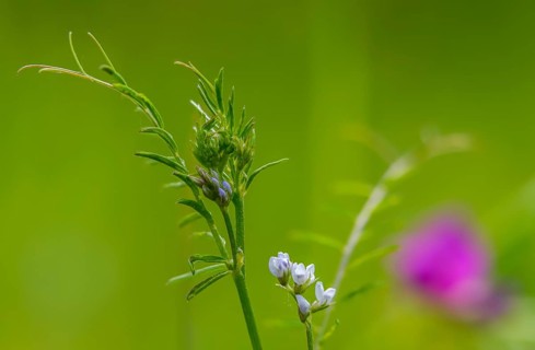 Wild vetch, ervum hirsutum, rough haired vetch, vicia hirsuta, flora, hairy tare, hairy vetch,
