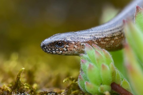 Anguis fragilis, slow worm, western slow worm, blindworm, deaf adder, hazelworm, reptiles, lizards,