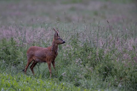 Roebuck (Capreolus capreolus) in a meadow, Lower Saxony, Germany