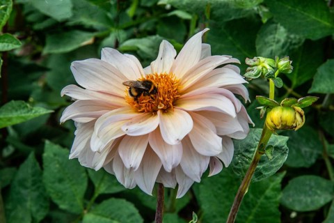 Flowering Dahlias (Dahlia), variety DF Swedish blond with a bumblebee in the Dahlia Farm in