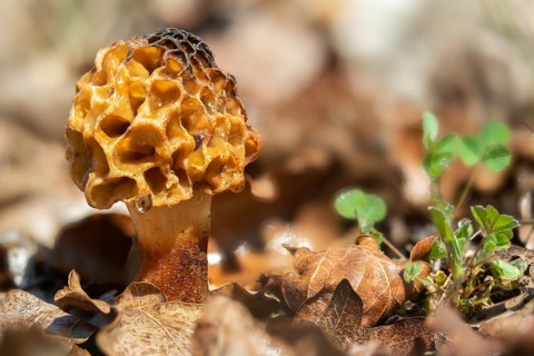 Brandenburg, Germany, grey morel, morchella crassipes, morchella esculenta, morchella rotunda,