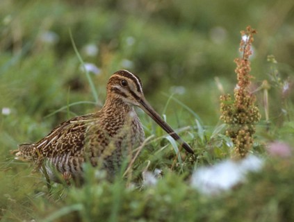 Common snipe, gallinago gallinago, snipe, birds, charadriiformes, leo, limicols, snipe birds,