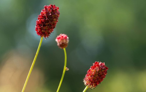 Large meadow button, rosaceae, rose family, sanguisorba officinalis, meadow button, flora, plants,