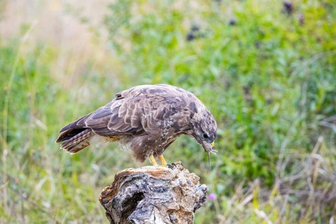 Common Buzzard (Buteo buteo) Germany