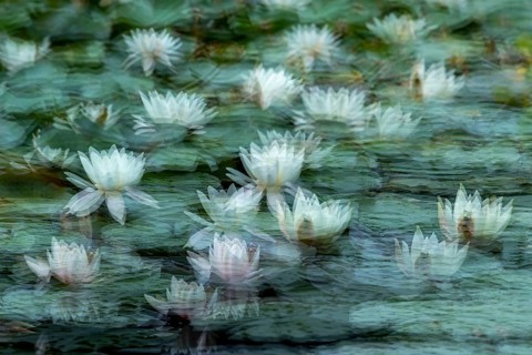 Water lily (Nymphaea) in a pond, Hoenderloo, Gelderland, Lower Saxony