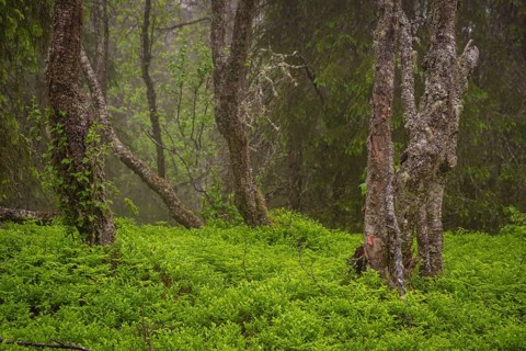 View of weathered birch trees in a dense forest in rain, Gol, Halligdal, Buskerud, Norway