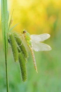 Emperor dragonfly (Anax imperator), newly hatched male, North Rhine-Westphalia, Germany