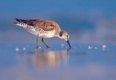 Animals, birds, waders, mudrunner, Willet (Catoptrophorus semipalmatus), Florida, Florida, United