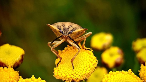 Close-up of a fruit bug (Carpocoris) on yellow flowers against a bokeh background, Fichtelgebirge