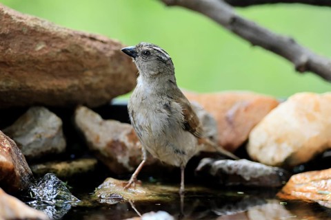 Damarasparrow (Passer diffusus), adult, by the water, Kruger National Park, South Africa