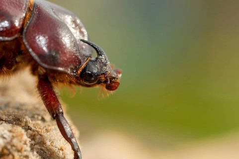 Rhinoceros beetle spec., phyllognathus excavatus, rhinocero beetle, beetle, coleoptera, insects,