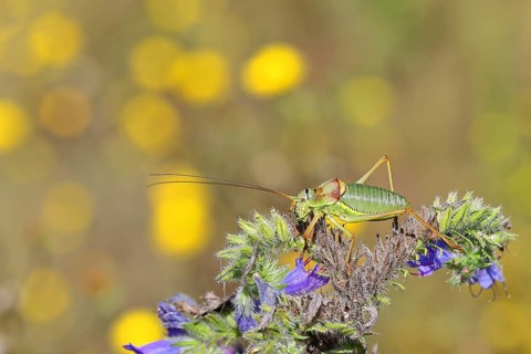 Steppe saddle grasshopper (Ephippiger ephippiger), Male, in a vineyard, on Viper's bugloss (Echium