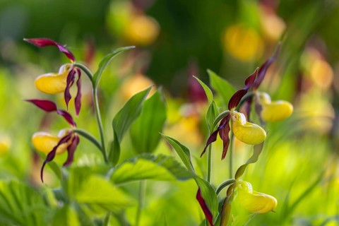 European lady's slipper (Cypripedium calceolus), orchid family (Orchidaceae), group, mountain path,