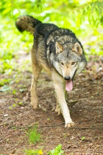 European gray wolf (Canis lupus lupus) in the forest, Germany