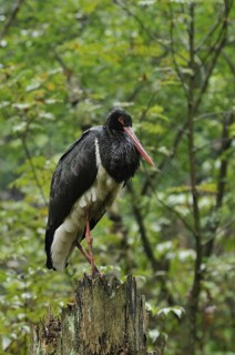 Black stork standing on tree trunk.Gehege Bay.Wald, October 2008
