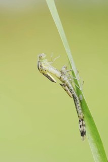 Willow Emerald Damselfly (Chalcolestes viridis) hatching, hatching, larva, dragonfly larva, North