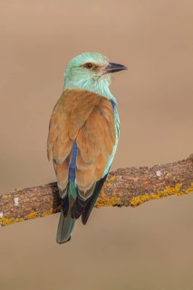 European Roller (Coracias garrulus), perched on a branch, Castile-La Mancha