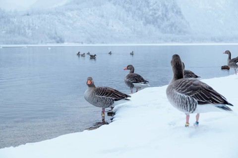 On a cloudy winter day, as snow falls, a few gray geese (Anser anser) stand in the snow on the