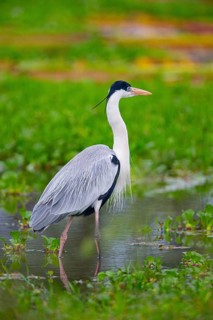 Cocoi Heron (Ardea cocoi) Pantanal Brazil