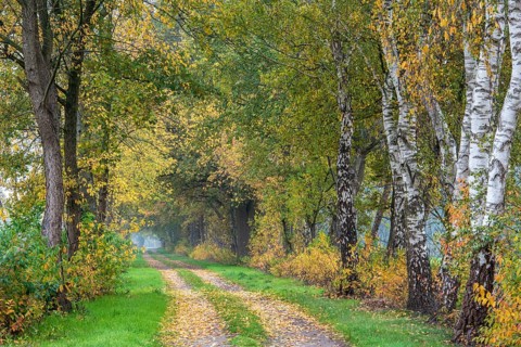 Path lined with trees in autumn leaves, Goldenstedt, Lower Saxony, Germany