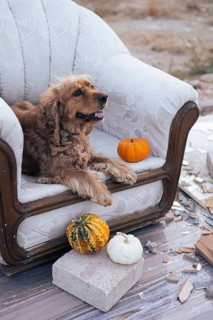 A friendly dog lounges comfortably on an ornate armchair, positioned in a rustic outdoor
