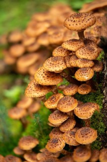 Armillaria ostoyae, Armillaria polymyces, Armillaria solidipes, brown honey mash, dark honey mesh,