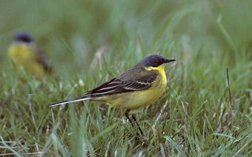 Dark-headed wagtail, motacilla flava thunbergi, Nordic sheeptail, birds, male, passeri, songbirds,