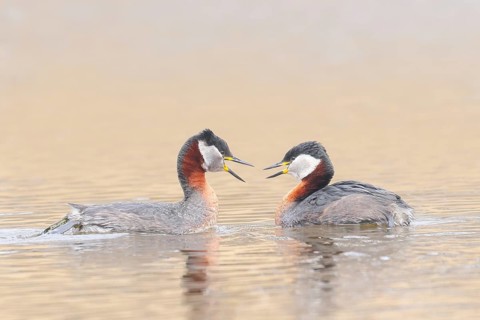 Red-necked Grebe (Podiceps grisegena), pair mating, grebe, shallow water zone, wildlife, nature