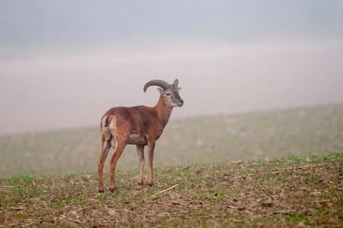 Artiodactyla, even-toed ungulate, mouflon, mouflon, mouflon, ovis gmelini musimon, cloven-hoofed,