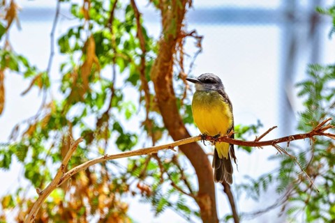 A bird is perched on a branch, surrounded by green leaves and bright light: a mourning tyrant