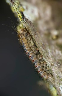 Gypsy moth, Lymantria dispar, sponge moth, butterfly, high size, portrait, inchworm, insects,