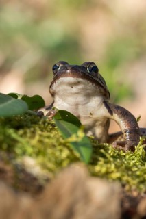 Agile frog, rana dalmatina, jumping frog, amphibians, amphibians, frog, frogs, spring, high size,
