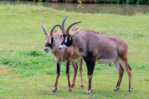 A male and a female roan antelope (Hippotragus equinus) stand side by side in a green meadow. South