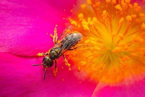 Macro photograph, slender bee (Lasioglossum), solitary bee on a pink flower covered in pollen,