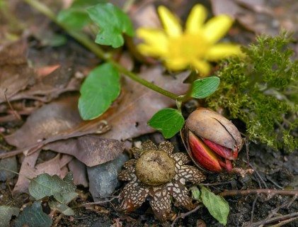 Astraeus Hygrometricus, Astraeus Koreanus, Earthstar Barometer, False Earthstar, Geastrum Commune,