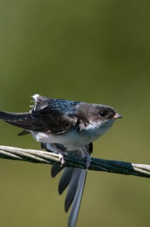 Delichon urbica, house martin, house martins, birds, plumage care, adolescent, high size, portrait,
