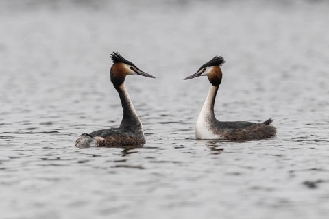 Great Crested Grebe (Podiceps Scalloped ribbonfish), courtship display, Emsland, Lower Saxony,