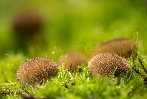 Hedgehog bovist, hedgehog dust, lycoperdon echinatum, dust, fungi, fungus, mushrooms, spiny