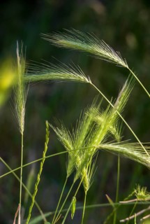 Hordelymus europaeus, forest barley, wood barley, flora, high size, portrait format, plants
