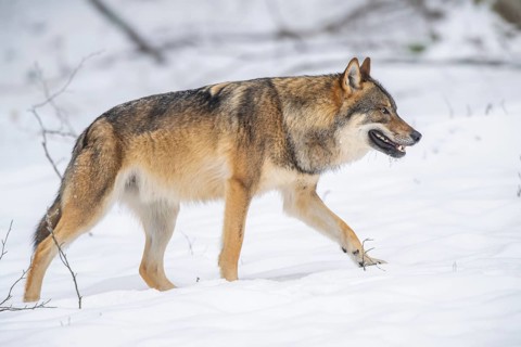 European gray wolf (Canis lupus lupus) walking in a forest in winter, snow, Bavaria, Germany