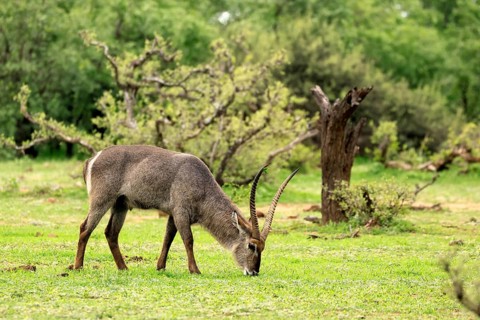 Elliptical waterbuck (Kobus ellipsiprymnus), adult, male, standing, feeding, Kruger National Park,