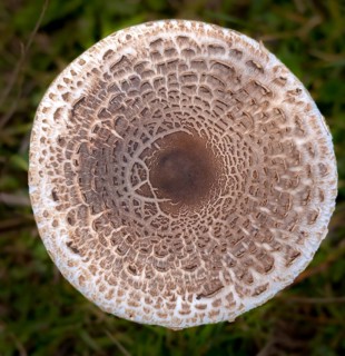 Agaricales, mushroom-like, macrolepiota procera, parasol, giant umbrella mushroom, fungi, fungus,
