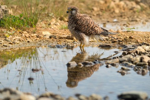 Falco Tinnunculus, Kestrel, Kestrel, Bath, Bird Bath, Birds, Falcon, Falconiformes, Falcons, Birds