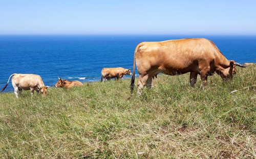 A herd of cows native of Pas graze on the slopes of San Vicente trail near Linera point in San