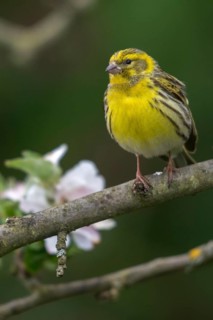 European Serin, serine, serinus serinus, birds, high size, portrait format, male, passeri,