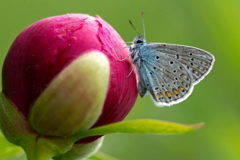 Common blue, common blue, crested blue, polyommatus icarus, blue, butterfly, insects, butterfly,