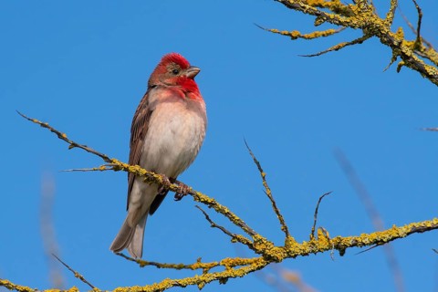 Common Rosefinch (Carpodacus erythrinus) male, Mecklenburg-Western Pomerania, Germany