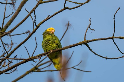 Yellow-headed Amazon (Amazona oratrix belizensis) on a branch, blue sky, Rosensteinpark, Stuttgart,