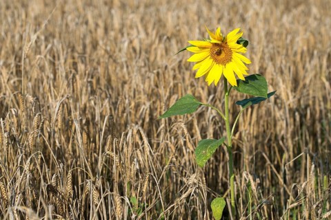 Asteraceae, annual sunflower, common sunflower, helianthus annuus, daisy, common sunflower, flora,